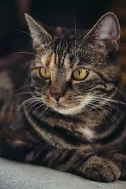 Thriving against Feline Leukemia – Doc Clemens - Feline Chronic Leukemia Statistics In Developed Vs. Developing Countries