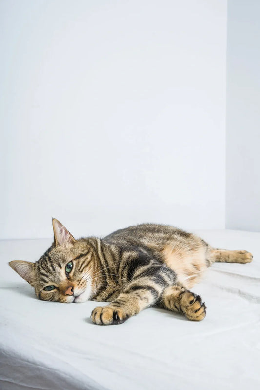 Treating Feline Leukemia: Bloodwork Negative!