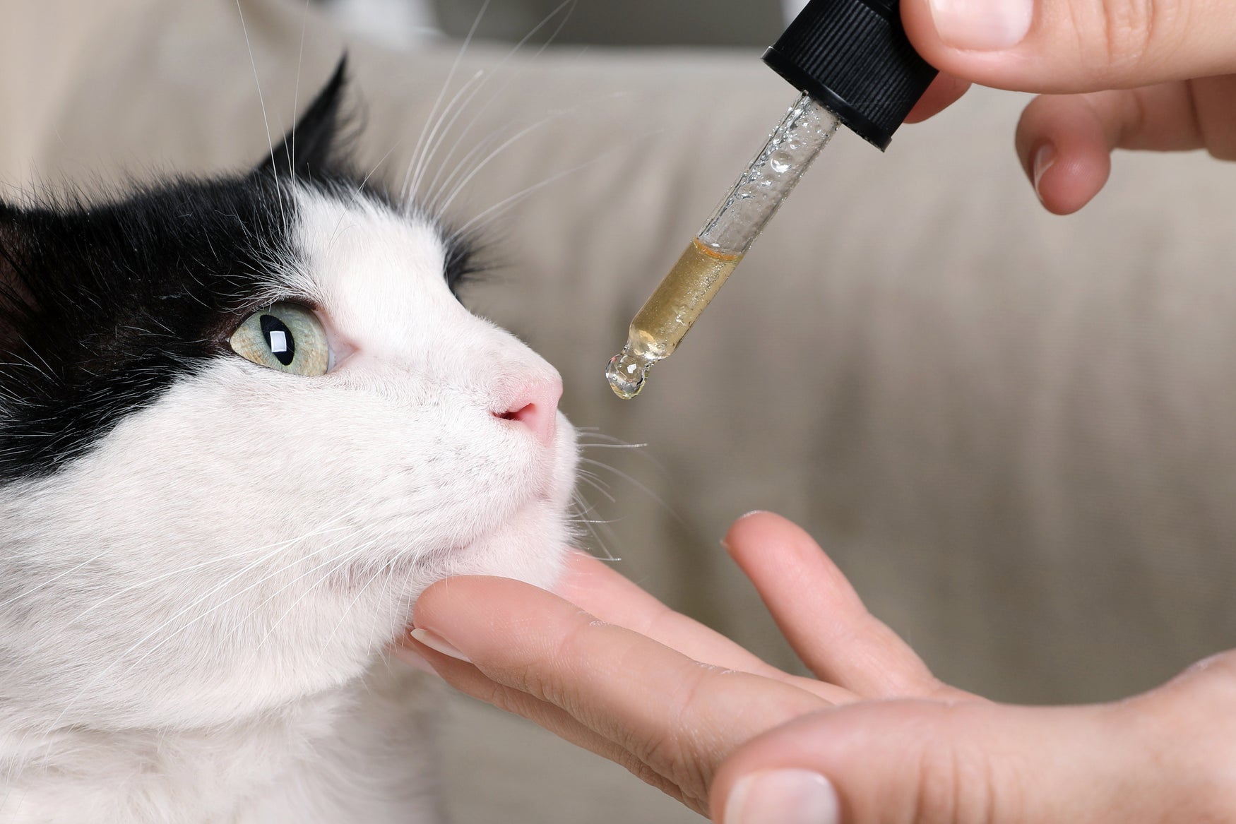 Photo inspiration: Gallery Detail: Case Studies Docclemens Feline Leukemia Treatment