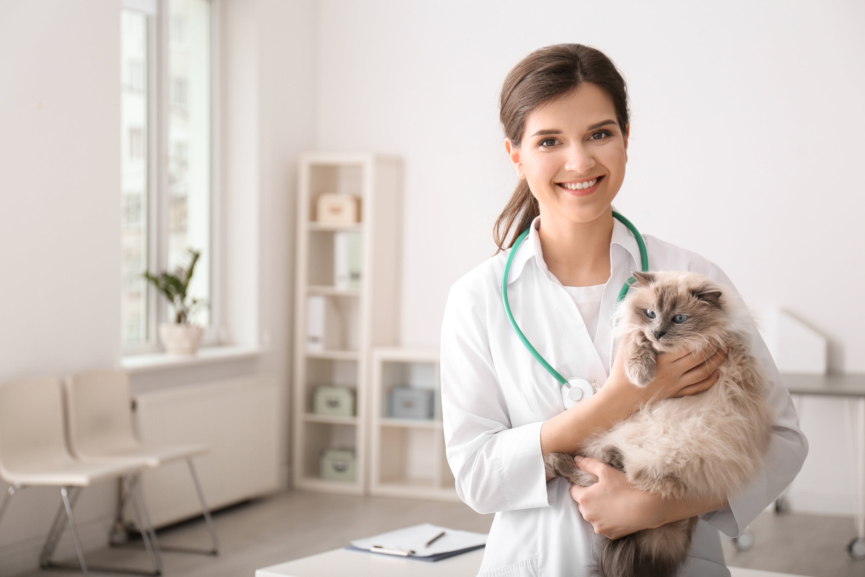 Gallery Detail: Case Studies Docclemens Feline Leukemia Treatment